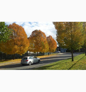 深入挖掘学生软实力，理想名校伸出橄榄枝