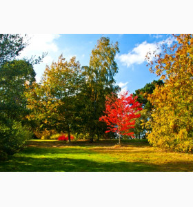 约克大学：优秀学生挖掘闪光点，收到名校录取